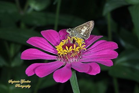 Skipper butterfly, the Pithauria straminiepennis straminiepennis (Light Straw Ace), Halpe porus "sucking nectar on the Zinnia flower"  Fall,Geotagged,Indonesia,Light straw ace,Pithauria stramineipennis