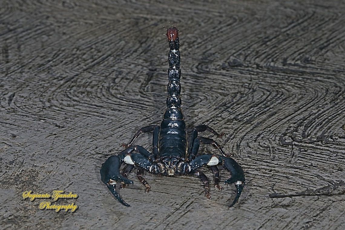 Asian blue forest scorpion, Heterometrus cyaneus  Fall,Geotagged,Heterometrus cyaneus,Indonesia