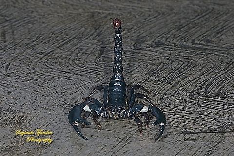 Asian blue forest scorpion, Heterometrus cyaneus  Fall,Geotagged,Heterometrus cyaneus,Indonesia