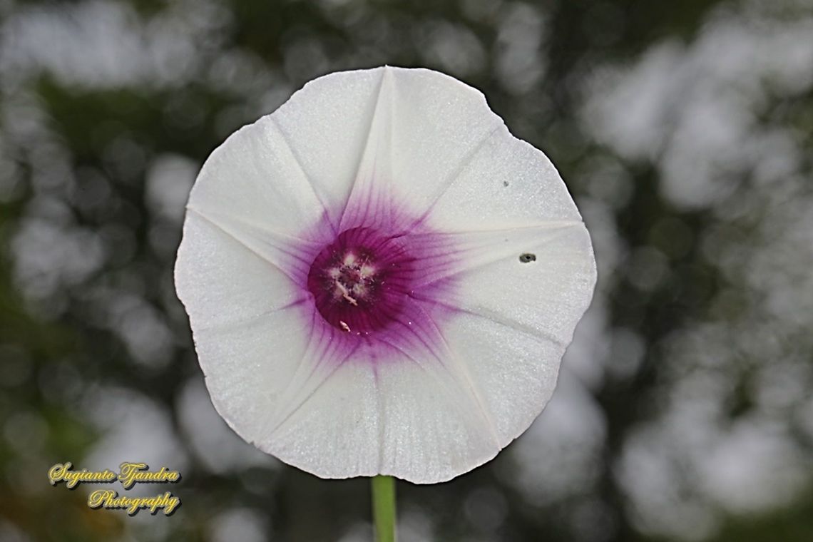 Sweet potato flower, Ipomoea batatas  Fall,Geotagged,Indonesia,Ipomoea batatas,Sweet potato