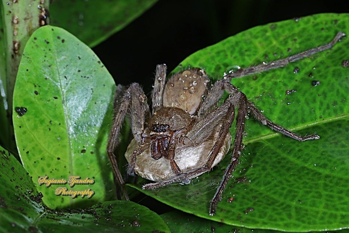 Huntsman spider, Heteropoda venatoria with egg sack, family Sparassidae  Fall,Geotagged,Giant Crab Spider,Heteropoda venatoria,Indonesia