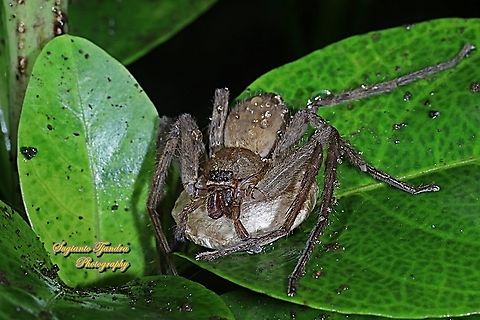Huntsman spider, Heteropoda venatoria with egg sack, family Sparassidae  Fall,Geotagged,Giant Crab Spider,Heteropoda venatoria,Indonesia