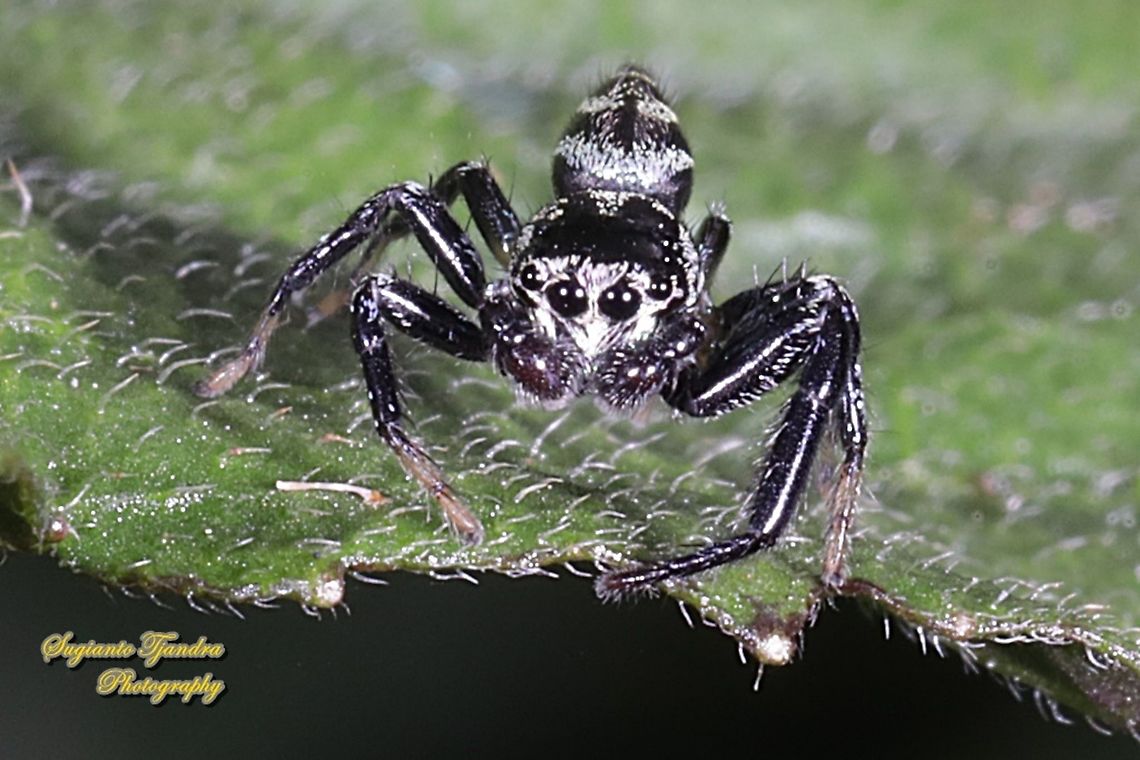 Fighting spider, Thiania bhamoensis, family Salticidae  Fall,Geotagged,Indonesia,Thiania bhamoensis