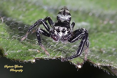 Fighting spider, Thiania bhamoensis, family Salticidae  Fall,Geotagged,Indonesia,Thiania bhamoensis