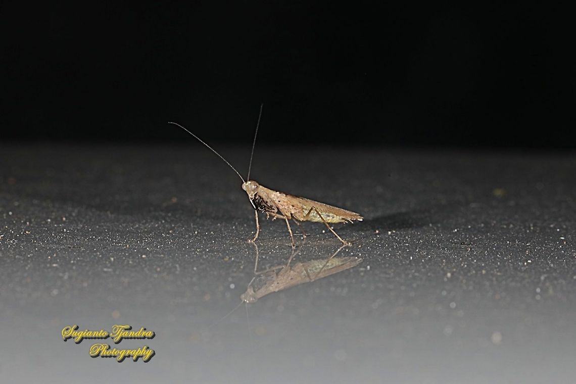 Brown praying mantis, Amantis reticulata, family Mantidae  Amantis reticulata,Fall,Geotagged,Indonesia
