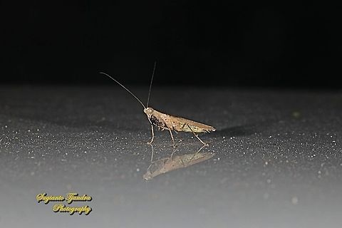 Brown praying mantis, Amantis reticulata, family Mantidae  Amantis reticulata,Fall,Geotagged,Indonesia