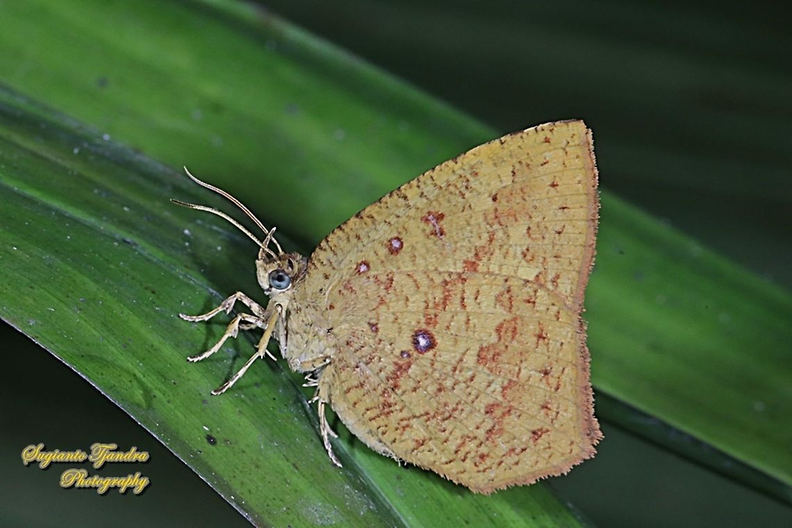 Common Butterfly Moth, Tetragonus catamitus,  family Callidulidae  Common butterfly moth,Fall,Geotagged,Indonesia,Tetragonus catamitus