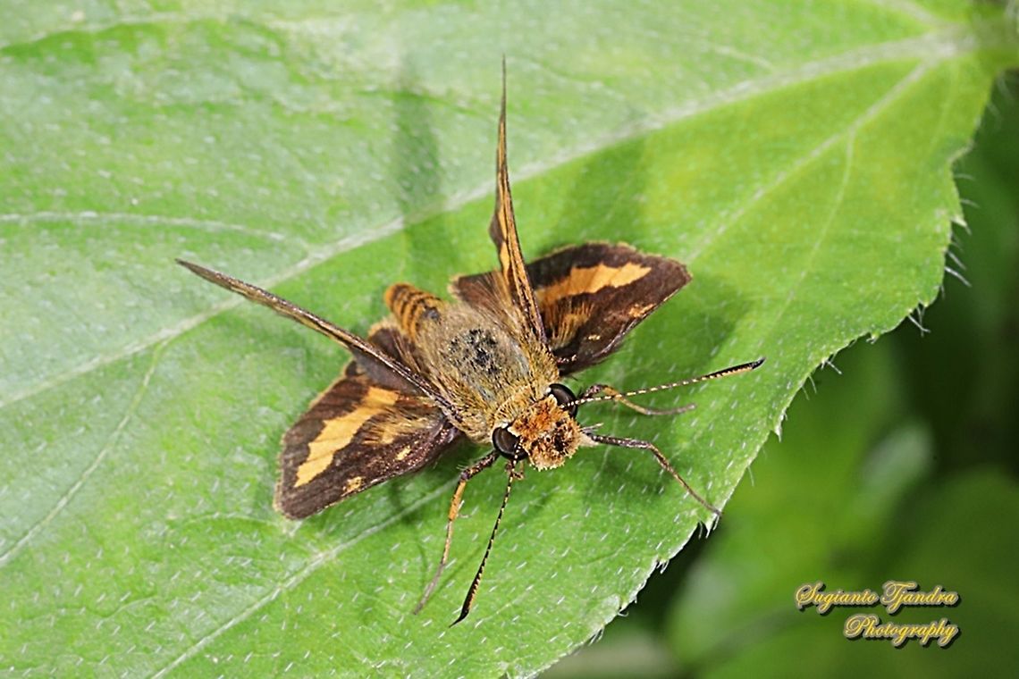 Skipper Butterfly - The Lesser Dart (Potanthus omaha)  Fall,Geotagged,Indonesia,Lesser dart,Potanthus omaha