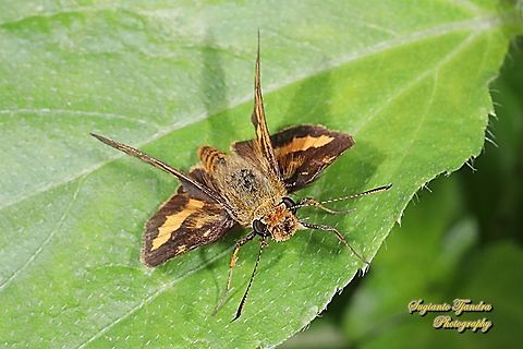 Skipper Butterfly - The Lesser Dart (Potanthus omaha)  Fall,Geotagged,Indonesia,Lesser dart,Potanthus omaha