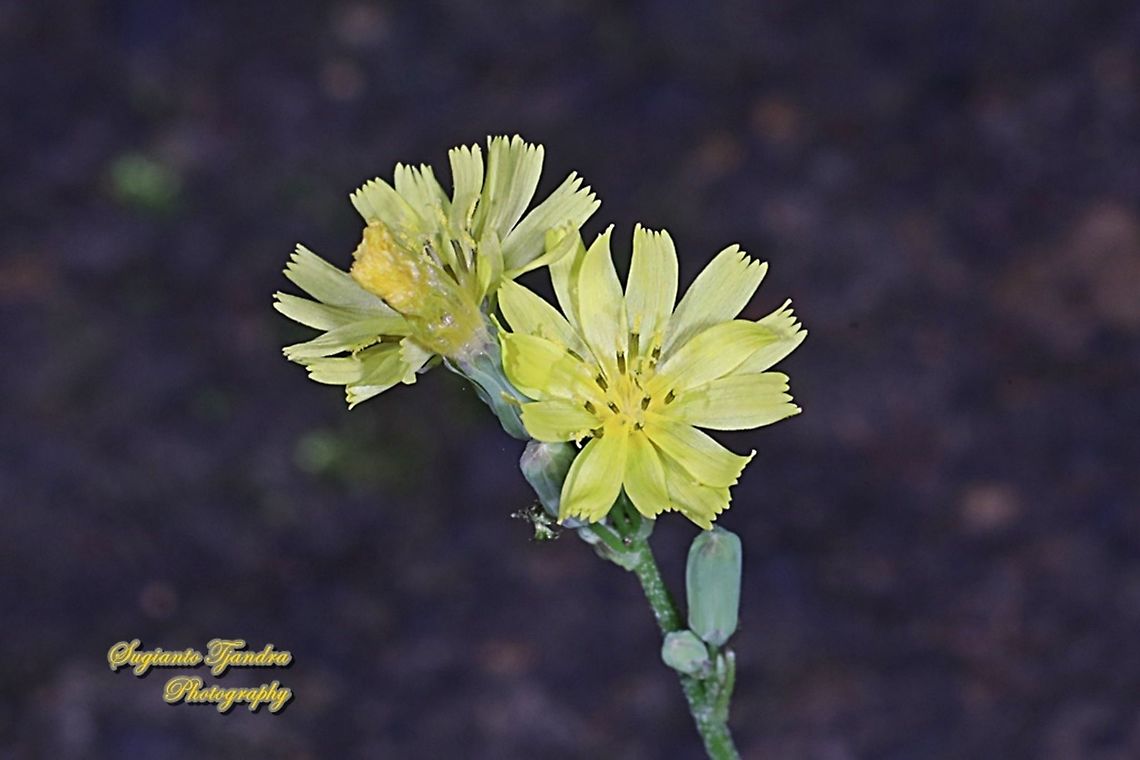 Oriental false hawksbeard, Youngia japonica  Fall,Geotagged,Indonesia,Oriental false hawksbeard,Youngia japonica