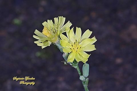 Oriental false hawksbeard, Youngia japonica  Fall,Geotagged,Indonesia,Oriental false hawksbeard,Youngia japonica
