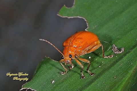 Orange leaf beetle, Aulacophora Sp., family Chrysomelidae  Aulacophora hilaris,Corydoras,Fall,Geotagged,Indonesia