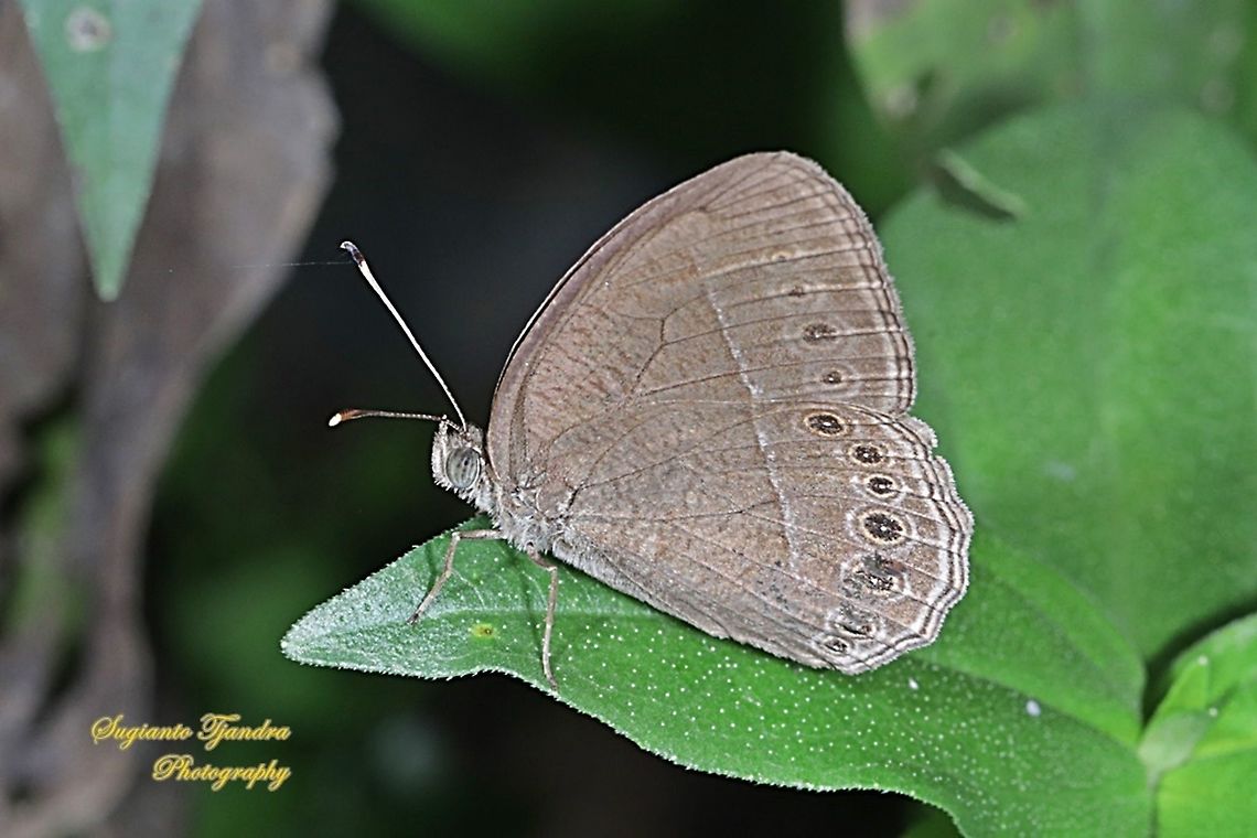 Horsfield's bush brown Butterfly (Mycalesis horsfieldii)  Fall,Geotagged,Horsfield's Bushbrown,Indonesia,Mycalesis horsfieldi,Mycalesis horsfieldii
