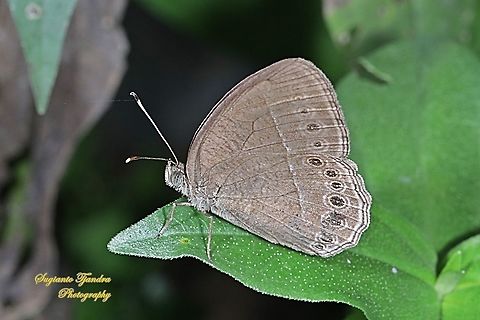 Horsfield's bush brown Butterfly (Mycalesis horsfieldii)  Fall,Geotagged,Horsfield's Bushbrown,Indonesia,Mycalesis horsfieldi,Mycalesis horsfieldii
