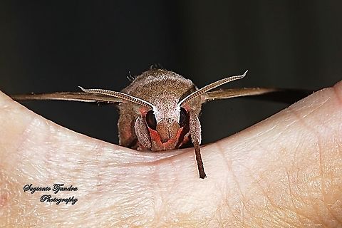 Durian Hawkmoths, Daphnusa ocellaris, Sphingidae  Daphnusa ocellaris,Fall,Geotagged,Indonesia