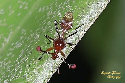 Stalk-eyed fly,Teleopsis dalmanni, Diopsidae  Fall,Geotagged,Indonesia,Teleopsis dalmanni