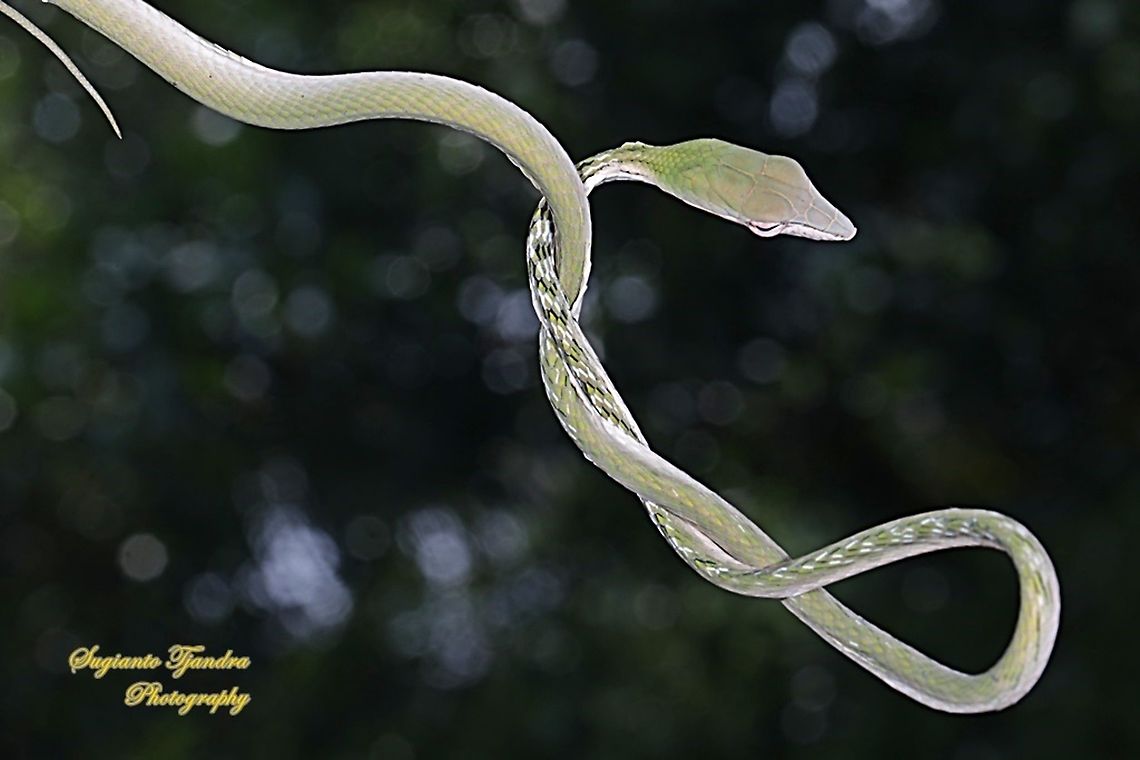 Green Vine snake, Ahaetulla nasuta  Ahaetulla nasuta,Fall,Geotagged,Green vine snake,Indonesia