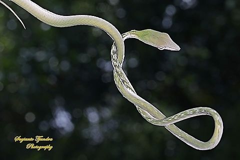 Green Vine snake, Ahaetulla nasuta  Ahaetulla nasuta,Fall,Geotagged,Green vine snake,Indonesia