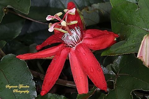 The Crimson Passion Flower, Passiflora Vitifolia (Passifloraceae)  Crimson passion flower,Fall,Geotagged,Indonesia,Passiflora vitifolia