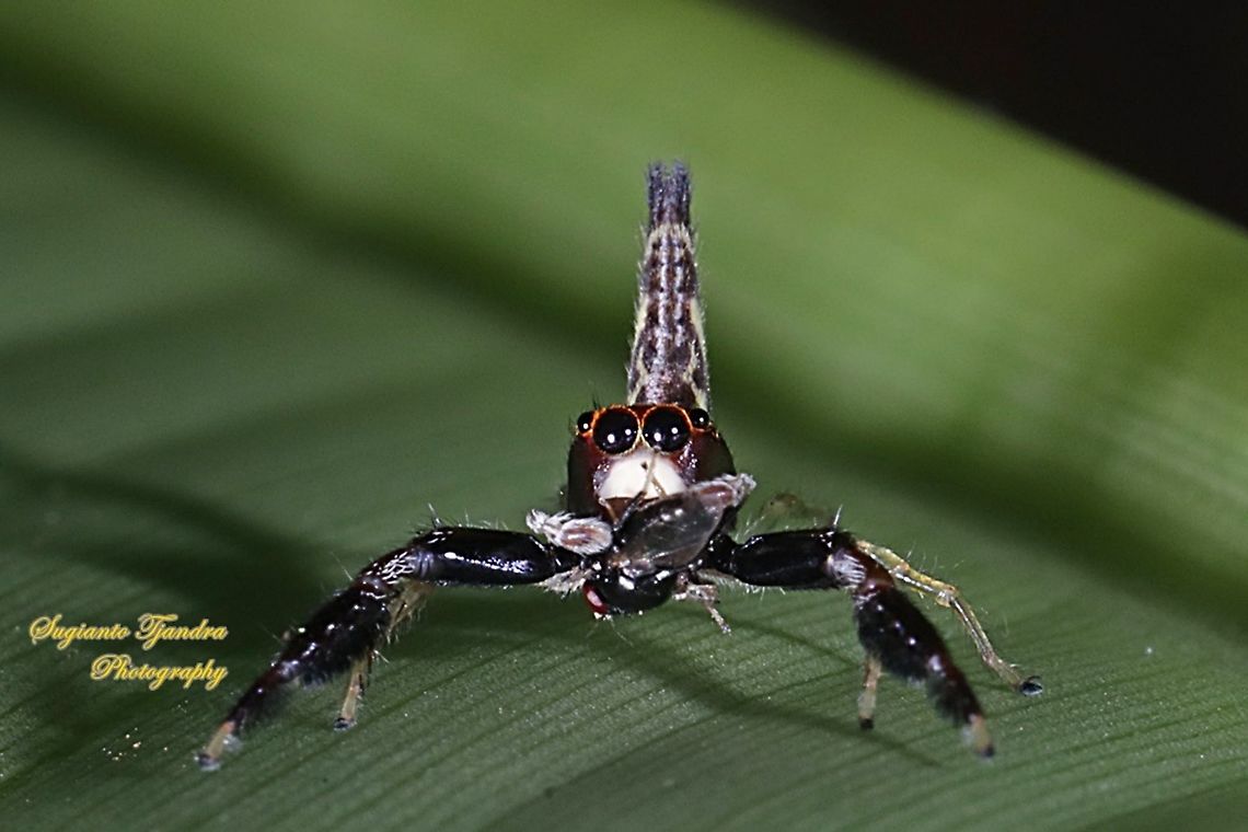 Jumping spider w/prey,  Indopadilla sp., family Salticidae  Fall,Geotagged,Indonesia