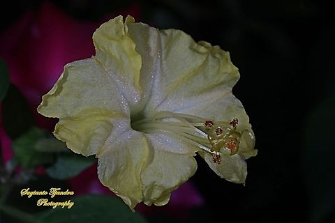 Kembang Pukul 4, Mirabilis Jalapa (Nyctaginaceae)  Fall,Geotagged,Indonesia,Marvel of Peru,Mirabilis jalapa