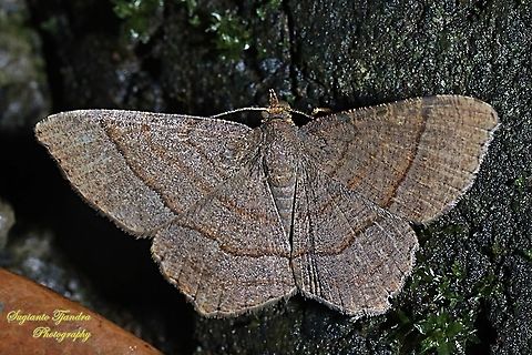 Brown camouflage Moth, family Geometridae  Fall,Geotagged,Indonesia