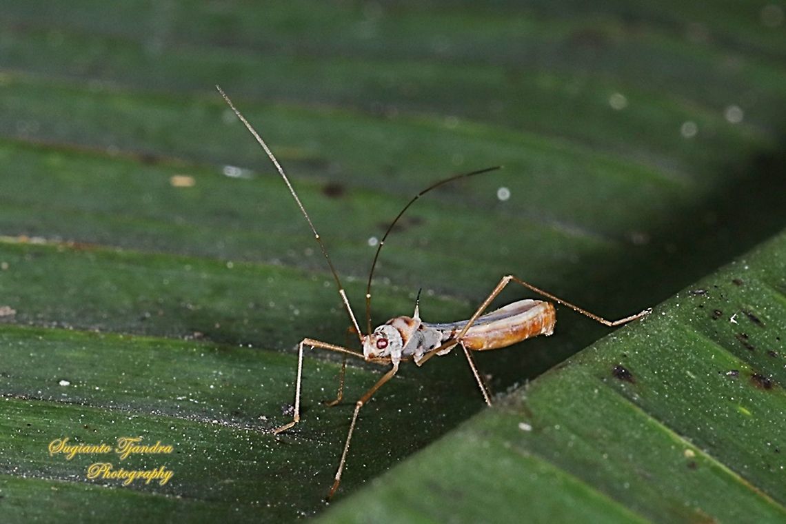 Walang kongkang/Sugarcane bug, Phaenacantha saccharicida, family Colobathristidae  Fall,Geotagged,Indonesia,Phaenacantha saccharicida,Sugarcane red bug