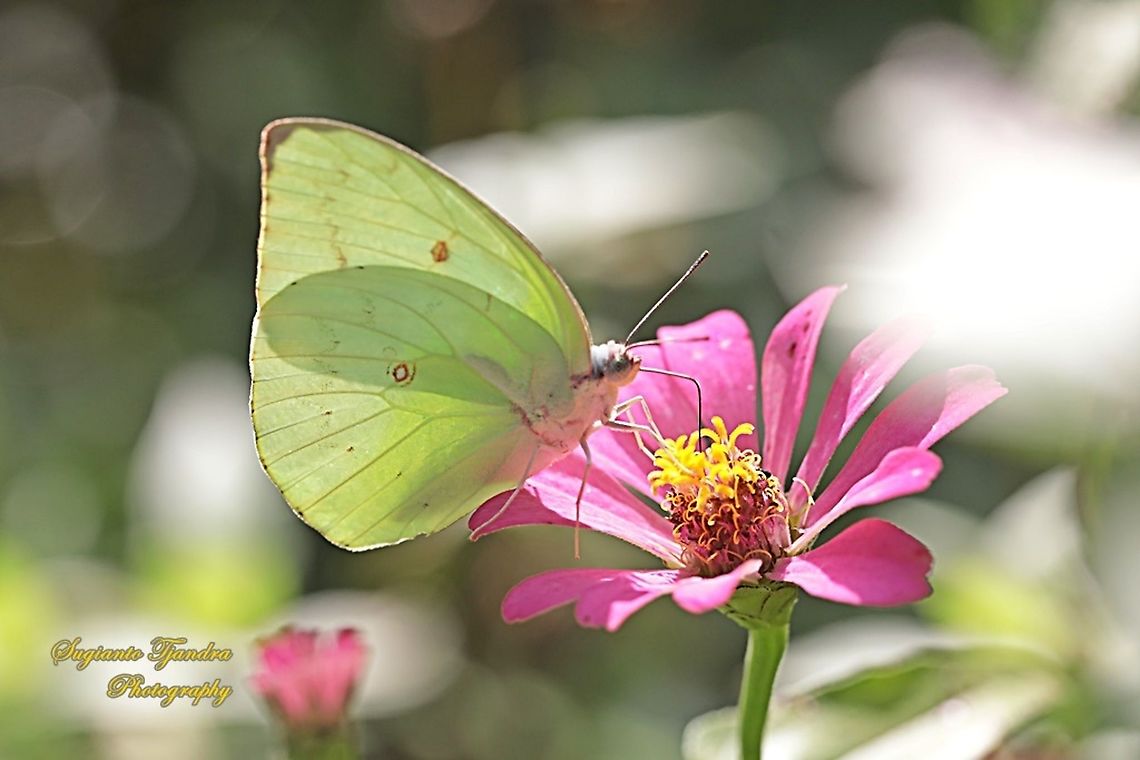 Lemon Emigrant, Catopsilia pomona pomona form-hilaria"sucking nectar on the Zinnia flower"  Catopsilia pomona,Fall,Geotagged,Indonesia,Lemon Emigrant