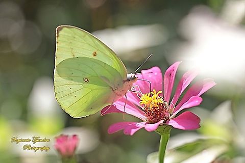 Lemon Emigrant, Catopsilia pomona pomona form-hilaria"sucking nectar on the Zinnia flower"  Catopsilia pomona,Fall,Geotagged,Indonesia,Lemon Emigrant