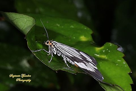 Marbled White Moth/White Tiger Moth, Nyctemera coleta  Fall,Geotagged,Indonesia,Marbled White Moth,Nyctemera coleta