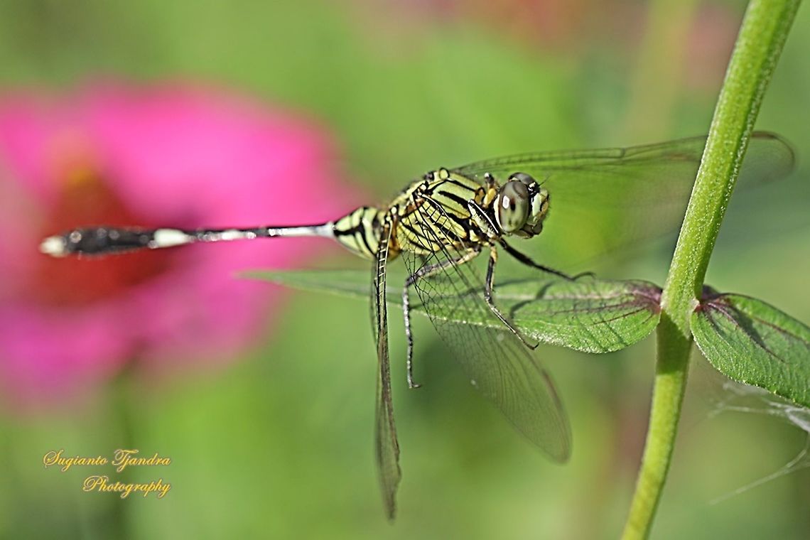 Green Marsh Hawk, Orthetrum sabina  Fall,Geotagged,Indonesia,Orthetrum sabina,Slender skimmer
