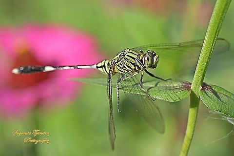 Green Marsh Hawk, Orthetrum sabina  Fall,Geotagged,Indonesia,Orthetrum sabina,Slender skimmer