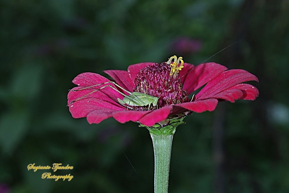 Katydid nymph, family Tettigoniidae  "standing" on the Zinnia flower  Fall,Geotagged,Indonesia
