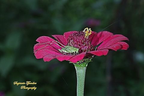 Katydid nymph, family Tettigoniidae  "standing" on the Zinnia flower  Fall,Geotagged,Indonesia