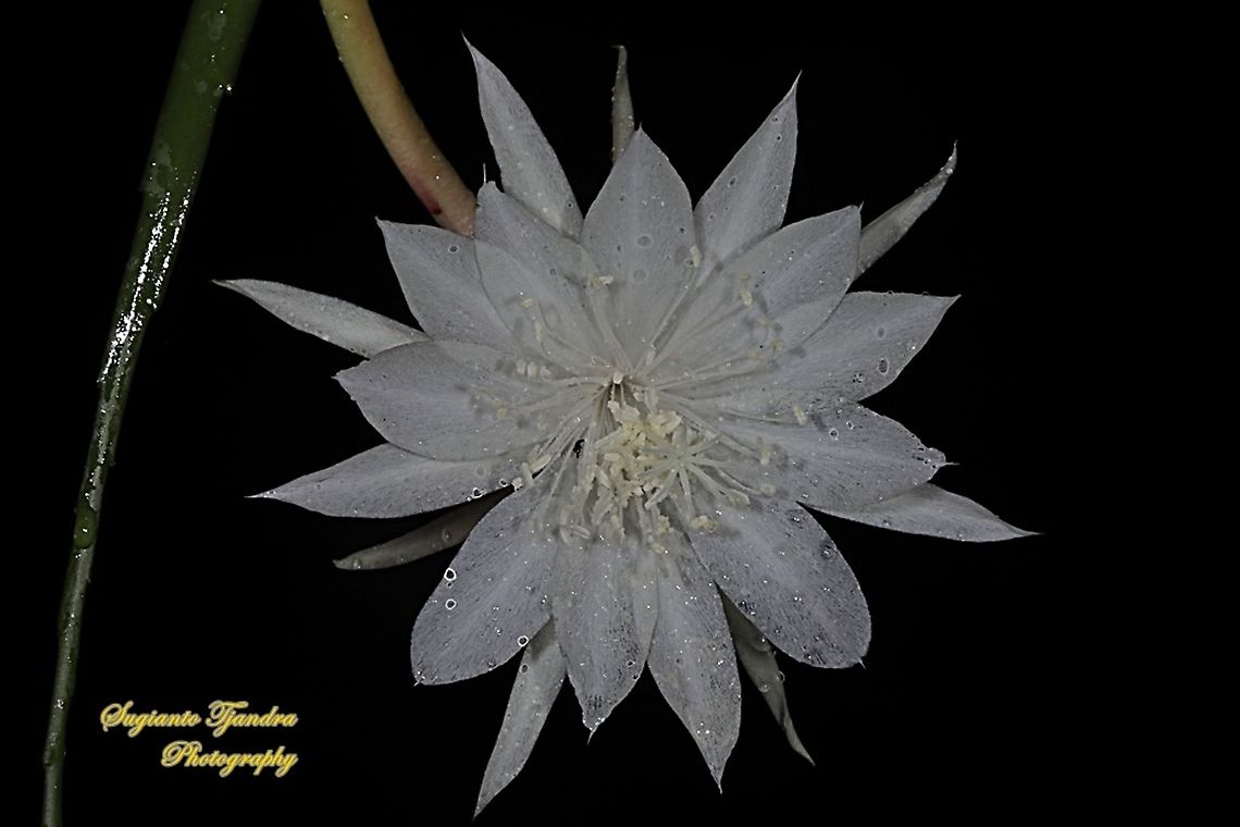 "Wijaya Kusuma flower / Queen of the night", Epiphyllum oxypetalum  Dutchman's pipe cactus,Epiphyllum oxypetalum,Fall,Geotagged,Indonesia