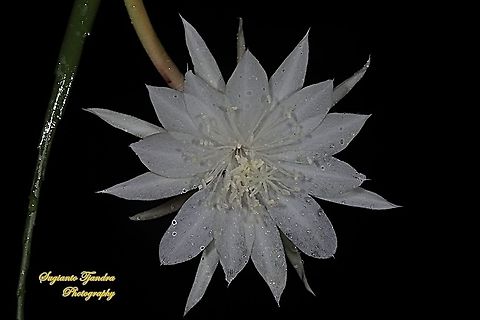 "Wijaya Kusuma flower / Queen of the night", Epiphyllum oxypetalum  Dutchman's pipe cactus,Epiphyllum oxypetalum,Fall,Geotagged,Indonesia