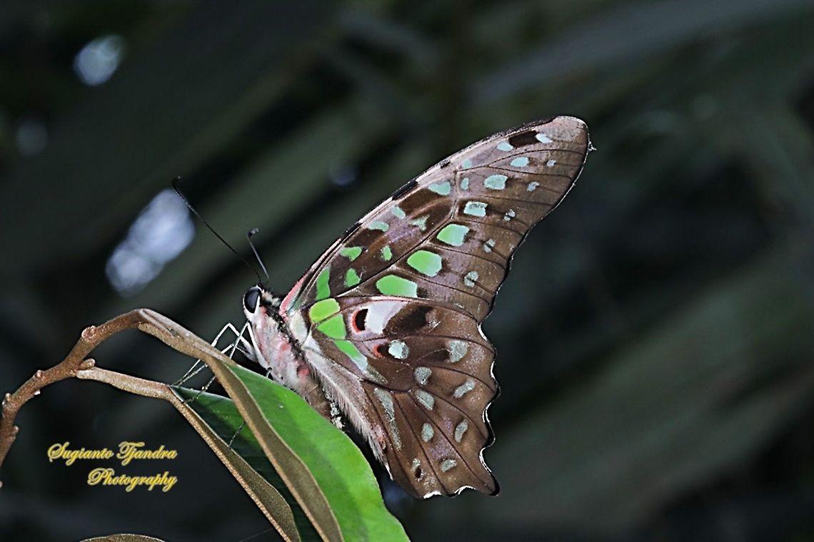 The Tailed Jay Butterfly, Graphium agamemnon agamemnon  Fall,Geotagged,Graphium agamemnon,Indonesia,Tailed Jay