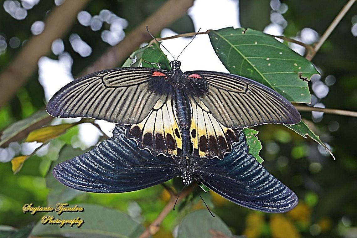Great Mormon Butterfly, Papilio memnon memnon f. hiera (Papilionidae) - "mating"  Fall,Geotagged,Great Mormon,Indonesia,Papilio memnon