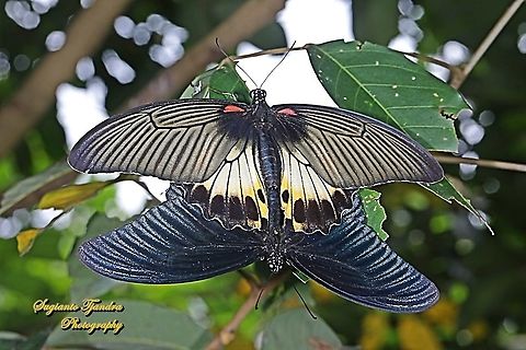 Great Mormon Butterfly, Papilio memnon memnon f. hiera (Papilionidae) - "mating"  Fall,Geotagged,Great Mormon,Indonesia,Papilio memnon