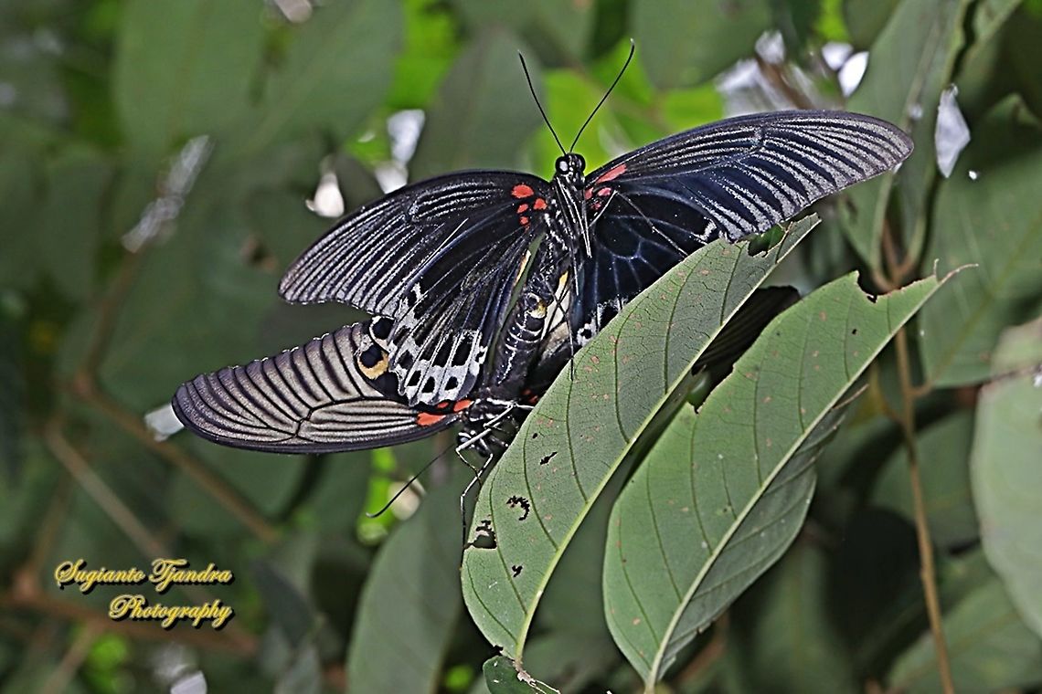 Great Mormon Butterfly, Papilio memnon memnon f. hiera (Papilionidae) - "mating"  Fall,Geotagged,Great Mormon,Indonesia,Papilio memnon