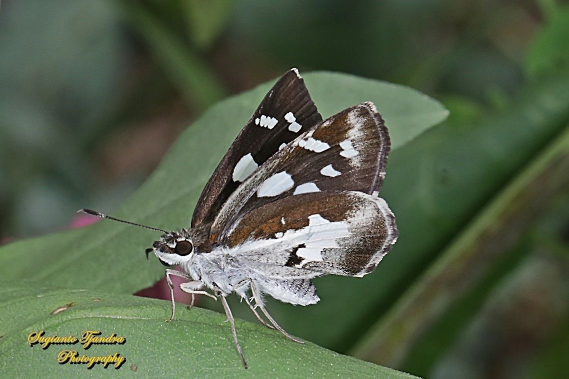 Skipper Butterfly, Grass Demon,  Udaspes folus  Fall,Geotagged,Indonesia,Spring,Udaspes folus