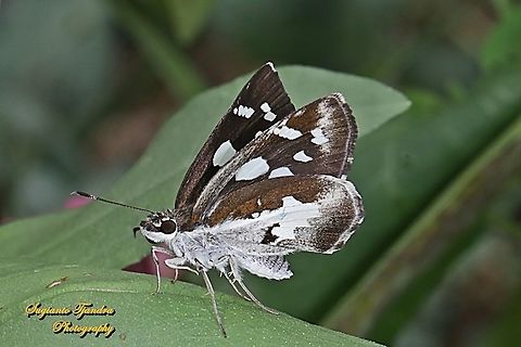 Skipper Butterfly, Grass Demon,  Udaspes folus  Fall,Geotagged,Indonesia,Spring,Udaspes folus