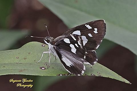 Skipper Butterfly, Grass Demon,  Udaspes folus  Fall,Geotagged,Indonesia,Udaspes folus