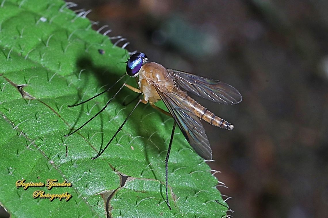 Snipe fly, Chrysopilus, Rhagionidae  Fall,Geotagged,Indonesia