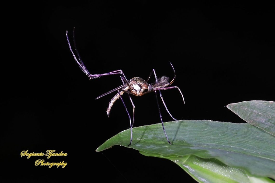 Elephant mosquito, Toxorhynchites Sp.  Fall,Geotagged,Indonesia