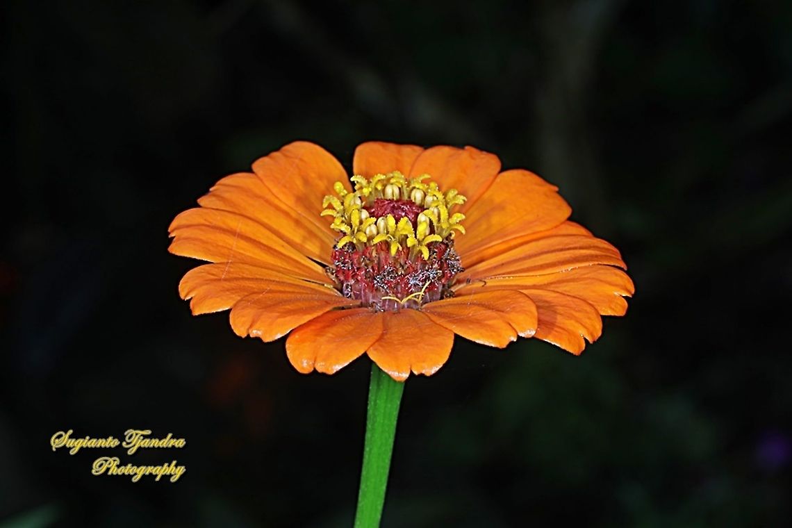 Orange Zinnia flower, Zinnia elegans  Fall,Geotagged,Indonesia,Zinnia elegans