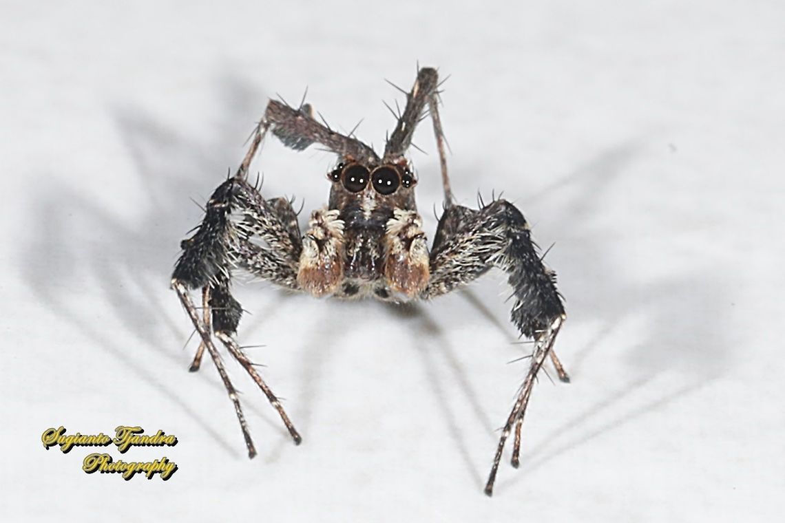 Fringed jumping spider, Portia fimbriata, (family Salticidae)  Fall,Geotagged,Indonesia,Portia fimbriata