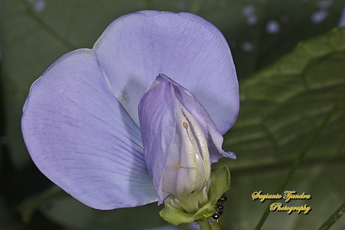 Bunga Kecipir/ winged bean flower (Psophocarpus tetragonolobus)  Fall,Geotagged,Indonesia,Psophocarpus tetragonolobus,Winged bean