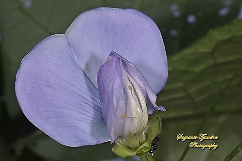 Bunga Kecipir/ winged bean flower (Psophocarpus tetragonolobus)  Fall,Geotagged,Indonesia,Psophocarpus tetragonolobus,Winged bean