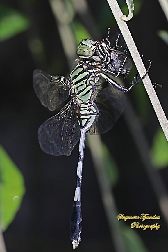 Green Marsh Hawk, Orthetrum sabina w/prey (feeding Flesh fly, Sarcophagidae)  Fall,Geotagged,Indonesia,Orthetrum sabina,Slender skimmer